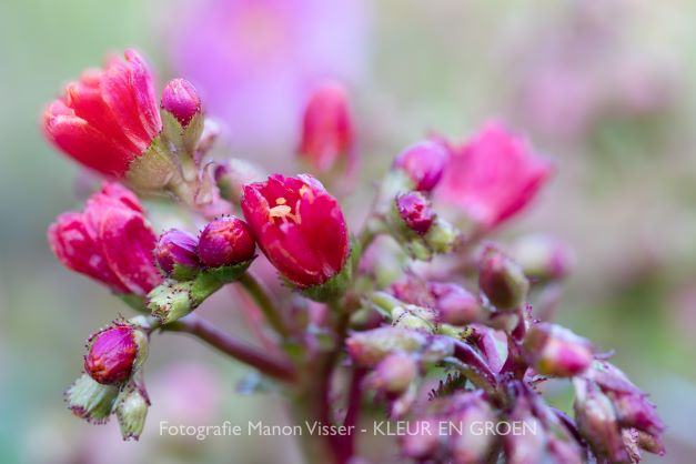 Four Seasons Plants B.V.